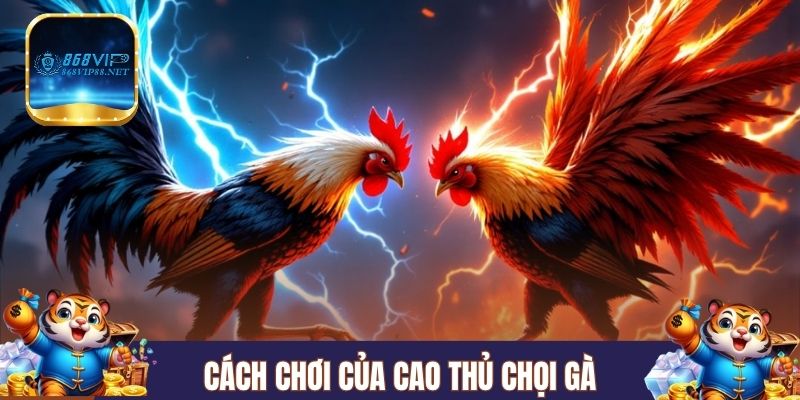 Cách chơi của cao thủ chọi gà