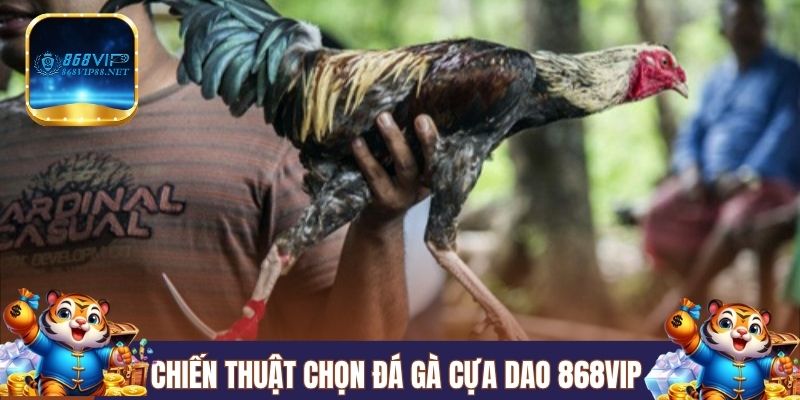 Chiến thuật chọn đá gà cựa dao 868VIP 
