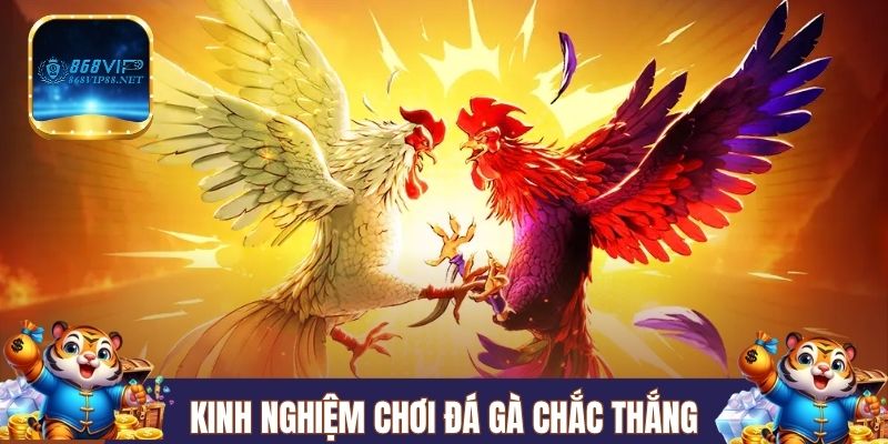 Kinh nghiệm chơi đá gà dựa qua tướng mắt