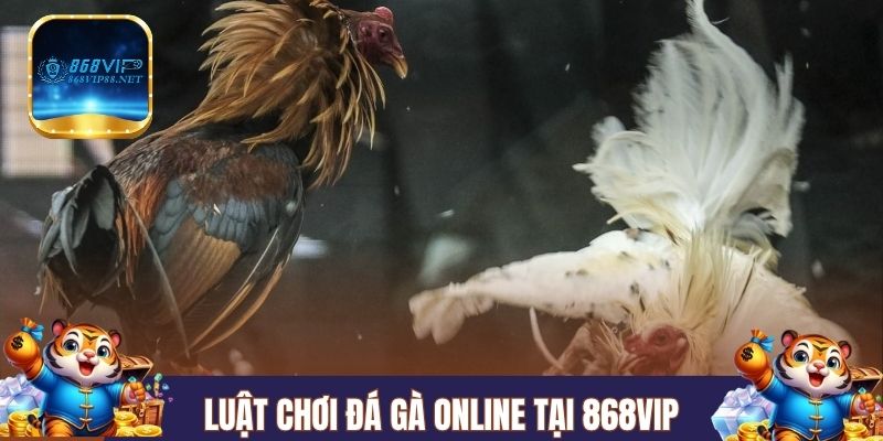 Luật chơi cơ bản về đá gà tại nhà cái 868VIP