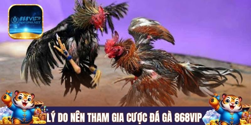 Lý do nên tham gia cược đá gà 868VIP cho newbie 