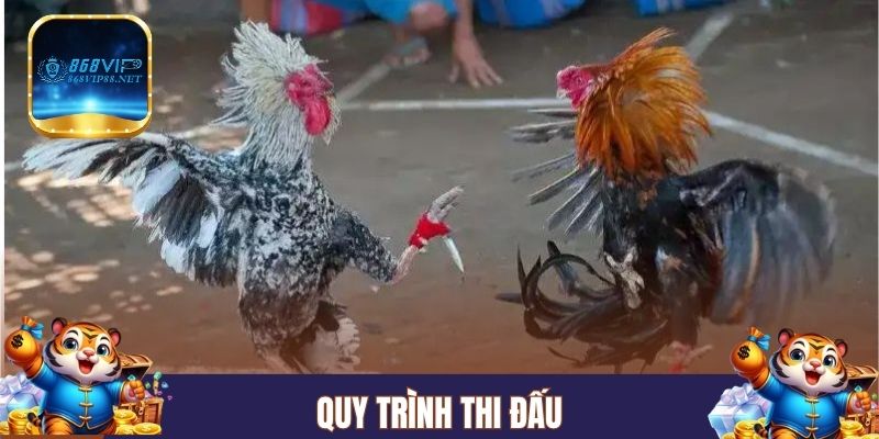 Quy trình thi đấu